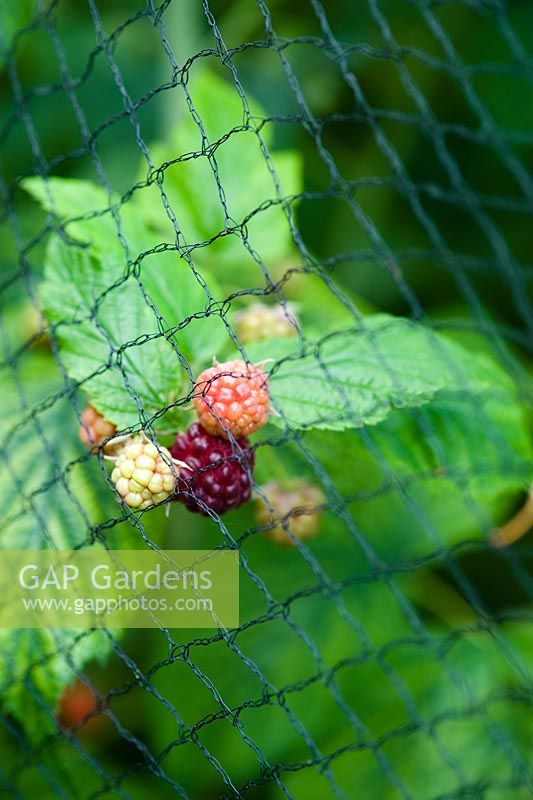 Raspberries under netting to protect fruit from birds