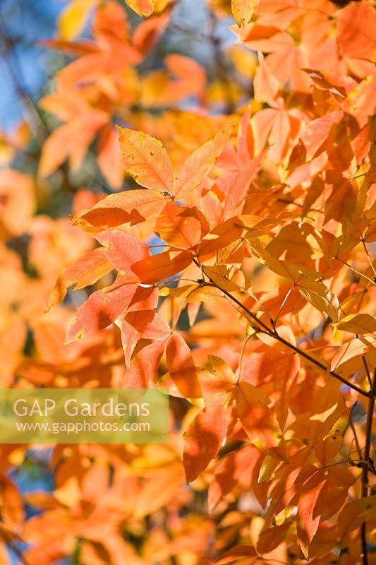 Acer triflorum - Autumn colour