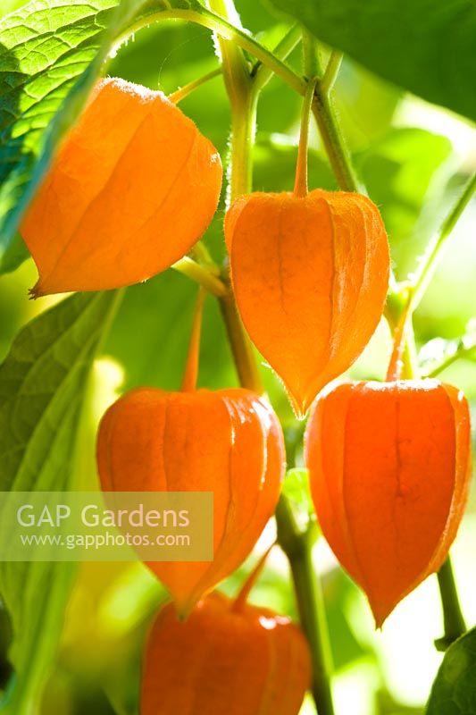 Physalis alkekengi - Chinese Lanterns