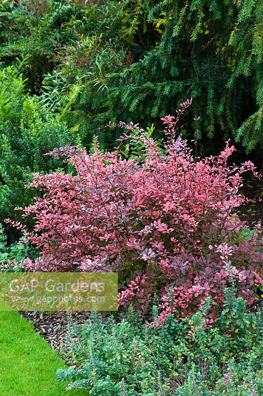 Berberis thunbergii 'Rose Glow' in autumn