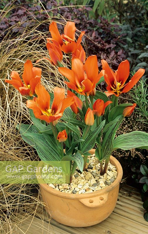 Tulipa 'Orange Elite' - Striped leaved, multi-headed tulip growing in a terracotta bowl with a foil of brown leaved sedge alongside
 