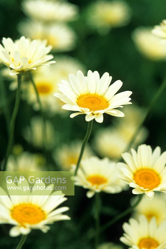 Anthemis tinctoria 'Sauce Hollandaise'