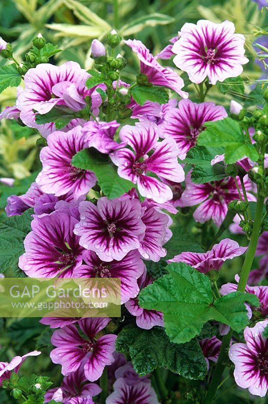 Malva sylvestris 'Zebrina'