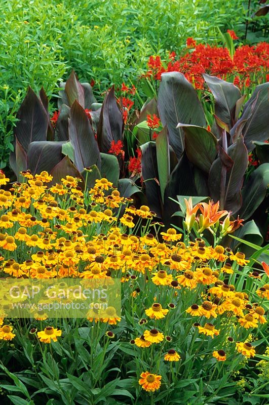 Hot border planting including Helenium 'Wyndley', Hemerocallis, Canna and Crocosmia x crocosmiflora 'Firebird'