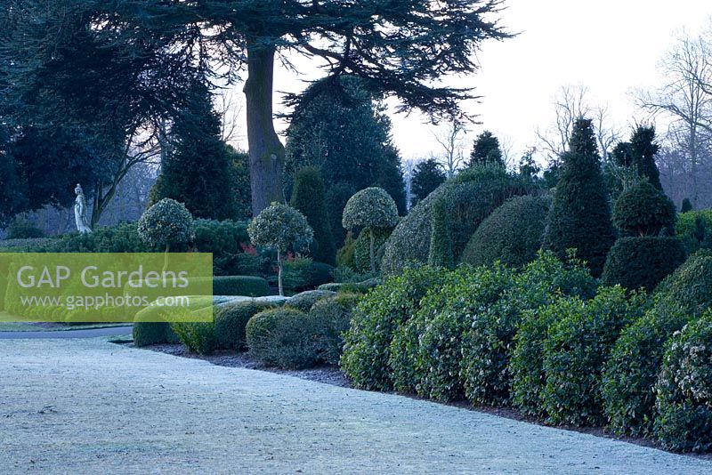 Topiary border with frost - Brodsworth Hall, Yorkshire