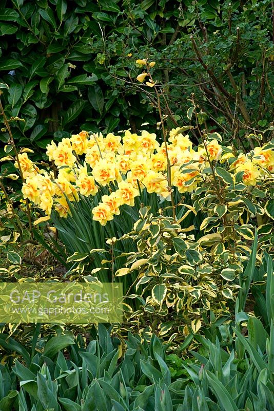 Cottage garden border planted with 'Narcissus Tahiti'