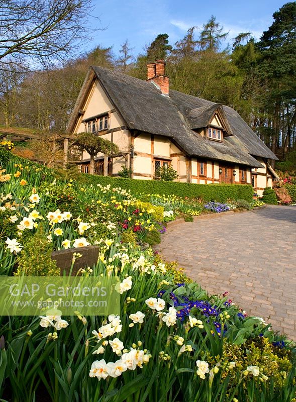 View up the drive to the cottage in spring with narcissi - Little Larford, Worcestershire