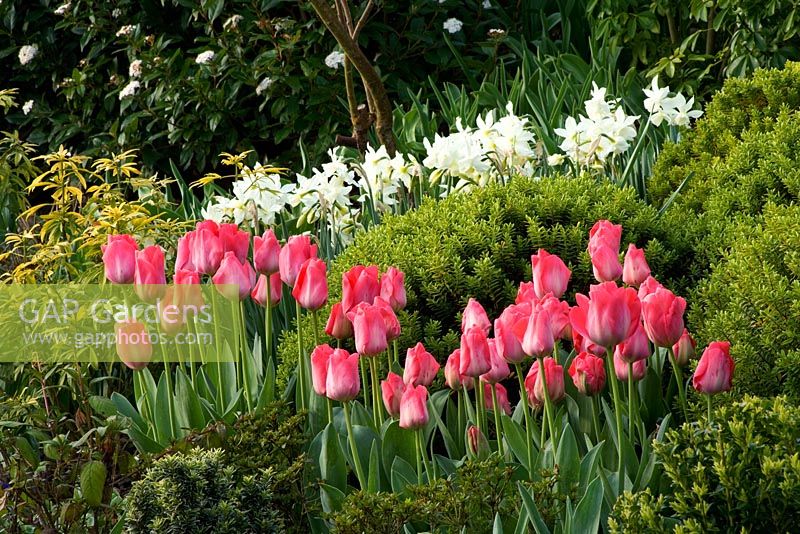 Cottage garden border in spring planted with tulips and narcissi