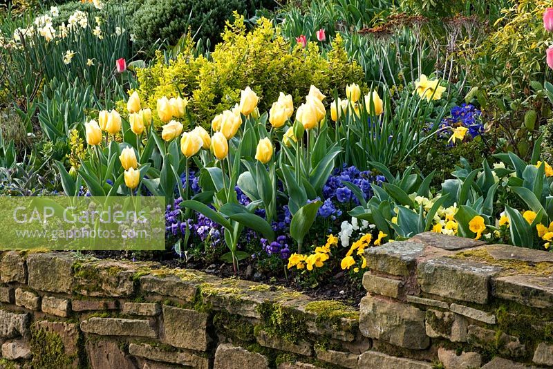 Cottage garden border in spring with stone wall, blue pansies and Tulipa 'Sweetheart'.