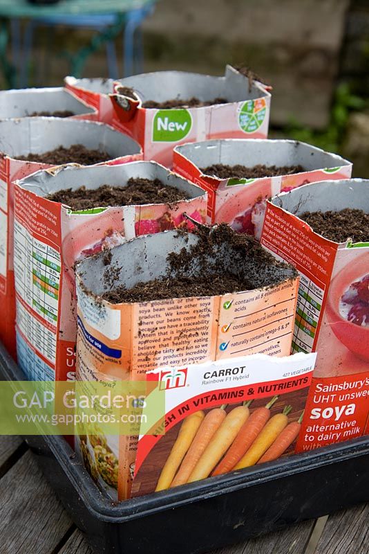Sowing carrots into old milk cartons