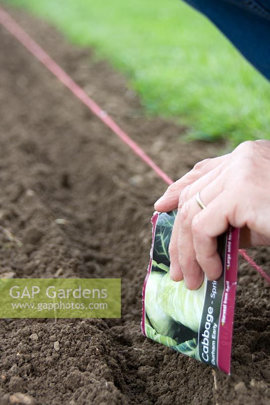 Sowing Spring cabbage seeds 