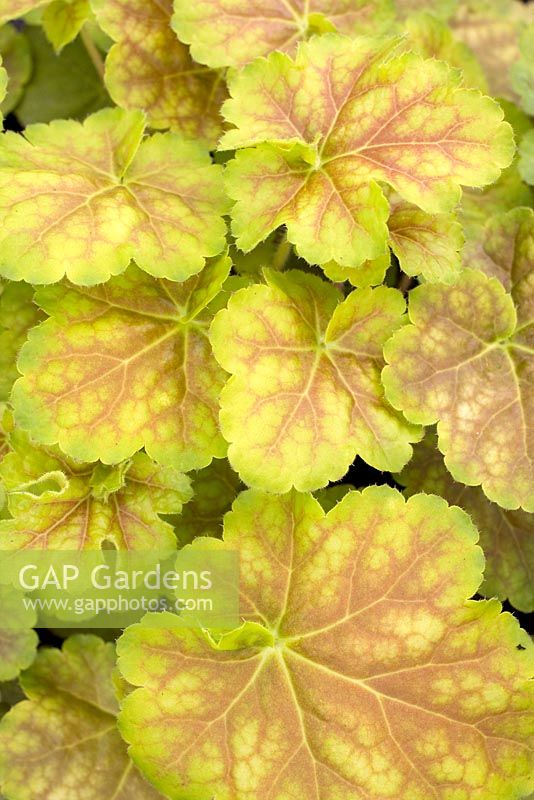 Heuchera 'Miracle'