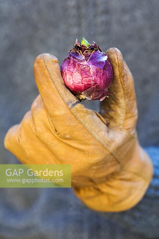 Sprouting Hyacinthus bulb held by gardener in leather gloves