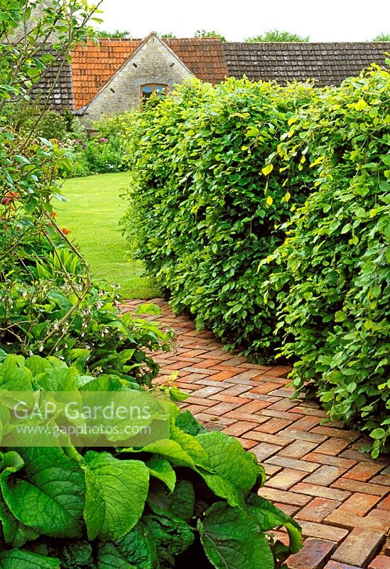 Beech hedge provides a solid internal garden division.
