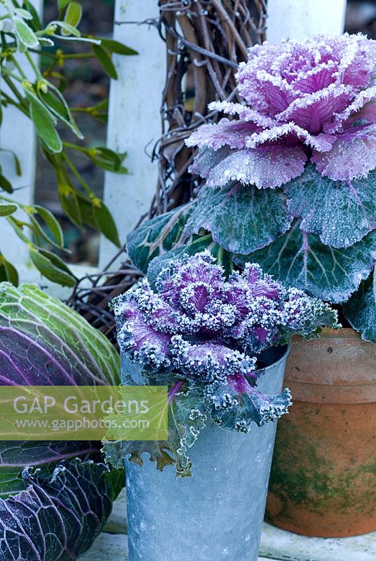 Frosted ornamental kales in pots with savoy cabbage