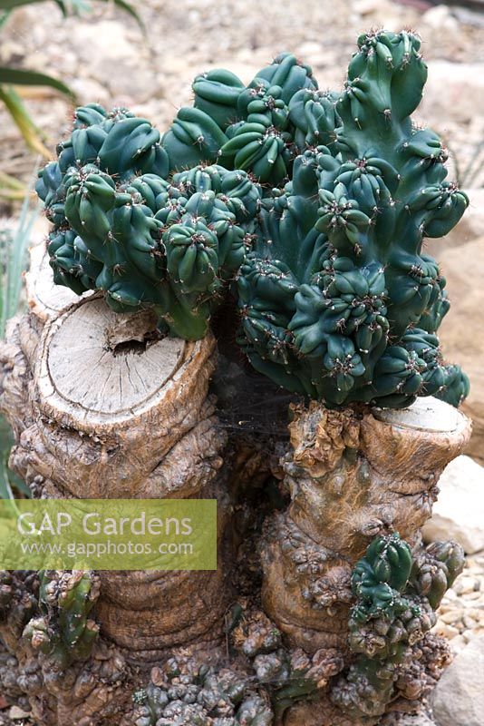 Cereus peruvianus 'Monstrosus'