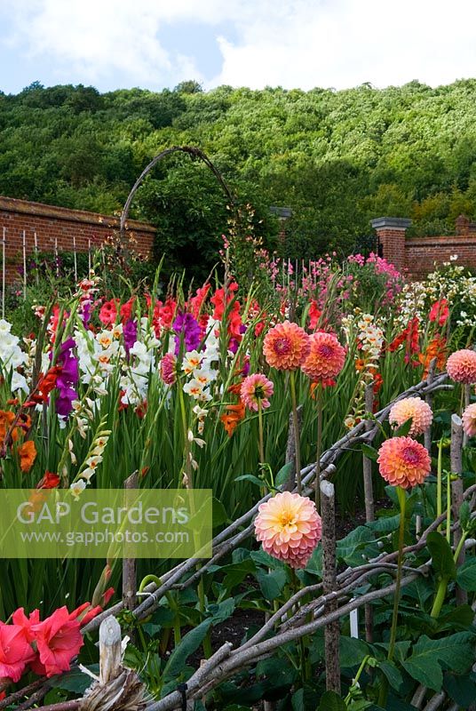 Dahlias and Gladiolus in rows for cutting