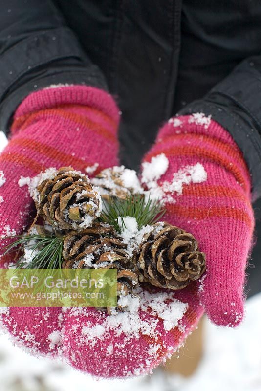 Person with striped mittens holding pinecones of Pinus parviflora 'Glauca'