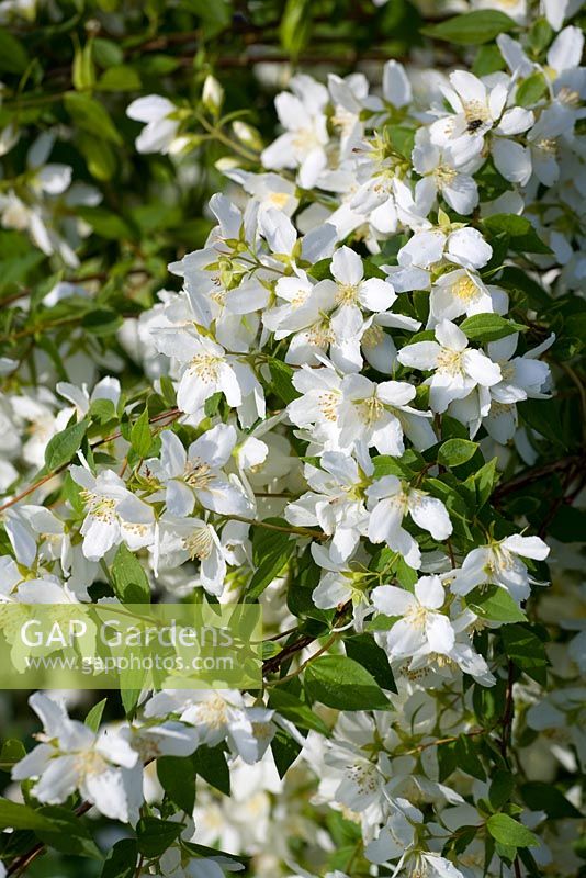 Philadelphus 'Lemoinei'