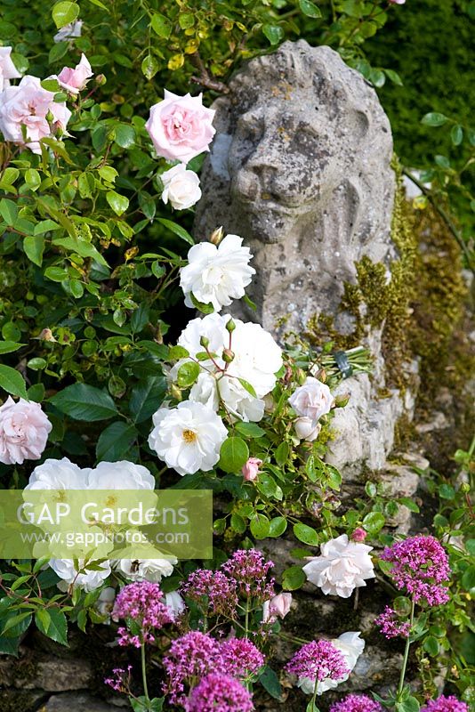 Stone lion surrounded with roses and Valerian - Hodge's Barn, Gloucestershire, UK