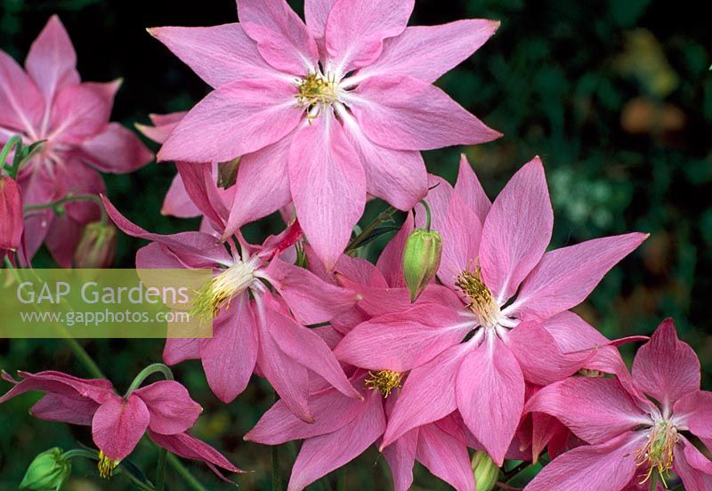 Aquilegia vulgaris 'Gisella Powell' 