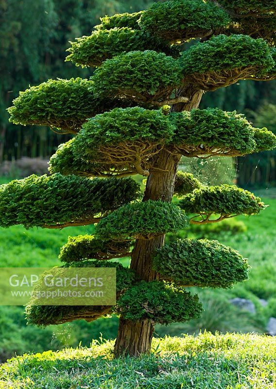 A cloud pruned conifer - The Japanese Garden, The Dragon Valley, La Bambouseraie de Prafrance, France
