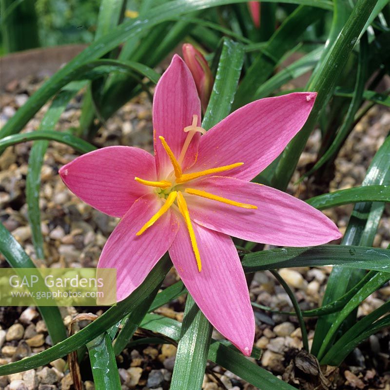 Zephyranthes grandiflora in terracotta pan  