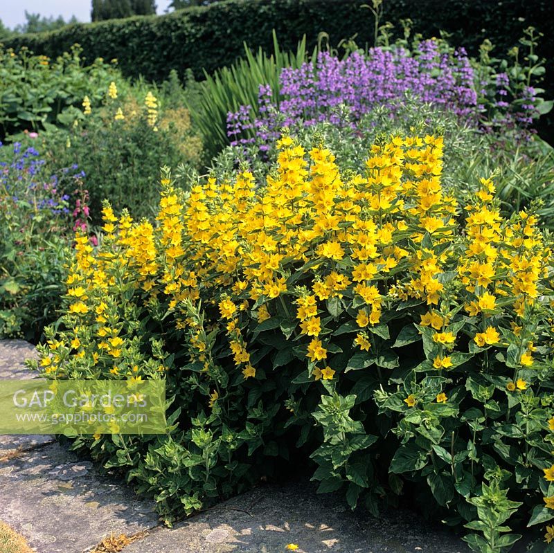 Lysimachia punctata in border