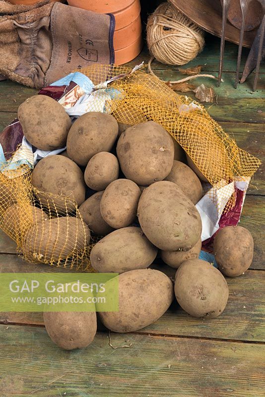 Bag of seed potatoes 'Maris Piper'