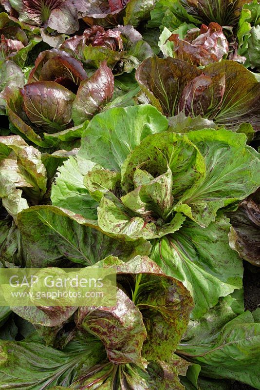 Cichorium intybus 'Palla Rossa Bella'

