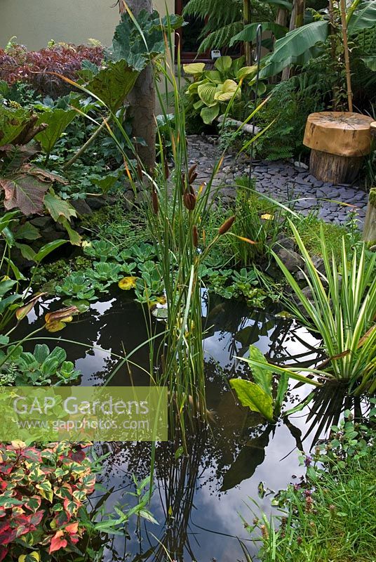 Small garden pond with slate path and wooden seat, rich exotic planting including Typha minima, Iris laevigata, Pistia stratoides, Houttuynia cordata 'Chameleon', Gunnera, Acer, Hosta, Banana and Dicksonia - 'Casa Lago' NGS garden, Whalley, Lancashire