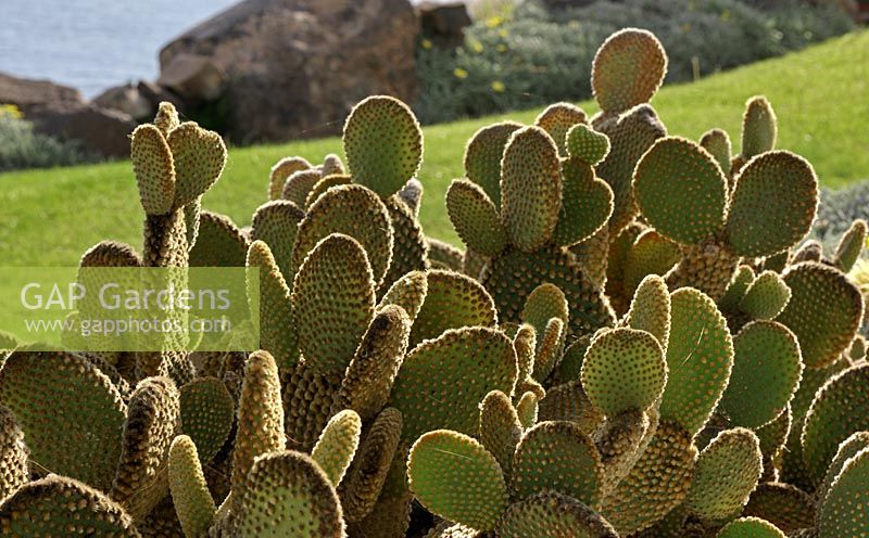 Opuntia microdasys - Botanical Gardens, La Gomera, Canary Islands in January