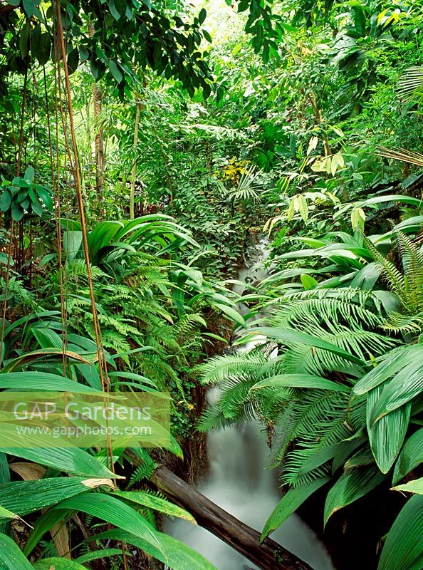 Jungle stream and humid tropics - Biome Eden Project, Cornwall