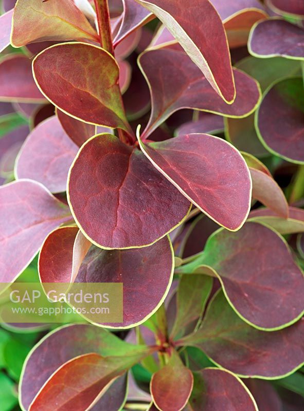 Berberis thunbergii 'Golden Ring'