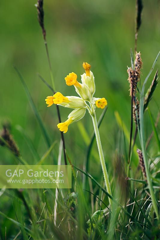 Primula veris - Cowslip with Spring sedge