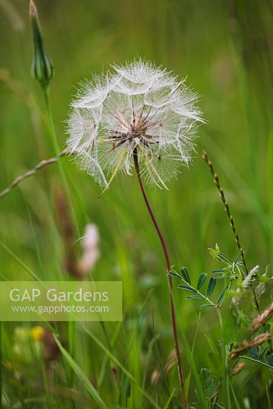 Tragopogon pratensis - Goatsbeard clock