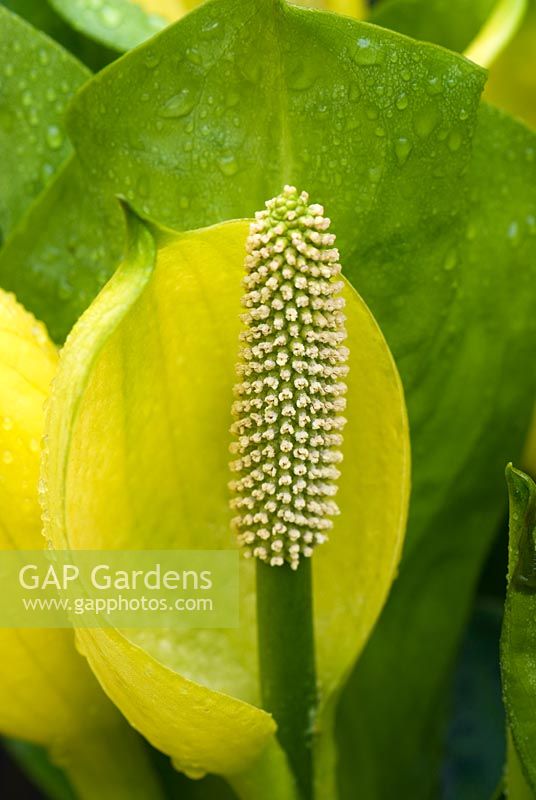 Lysichiton americanus - Skunk cabbage with distinctive spadix surrounded by yellow spathe 