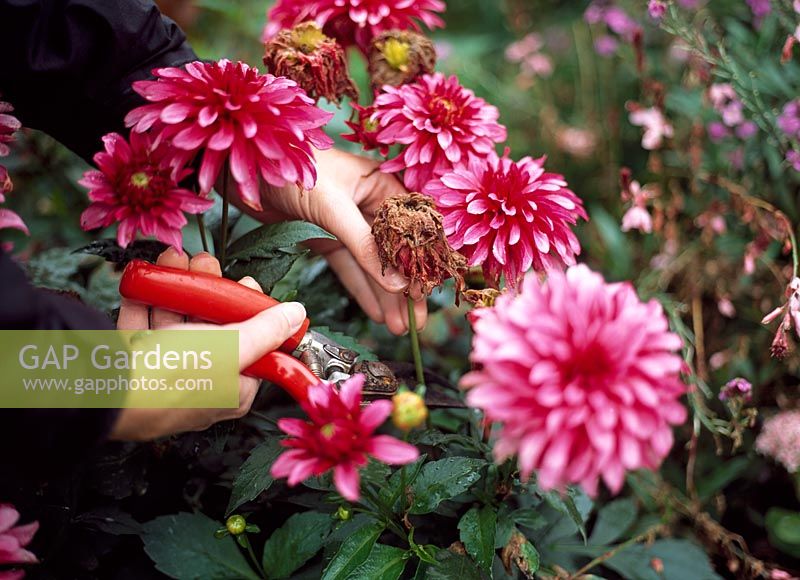 Deadheading Dahlia 