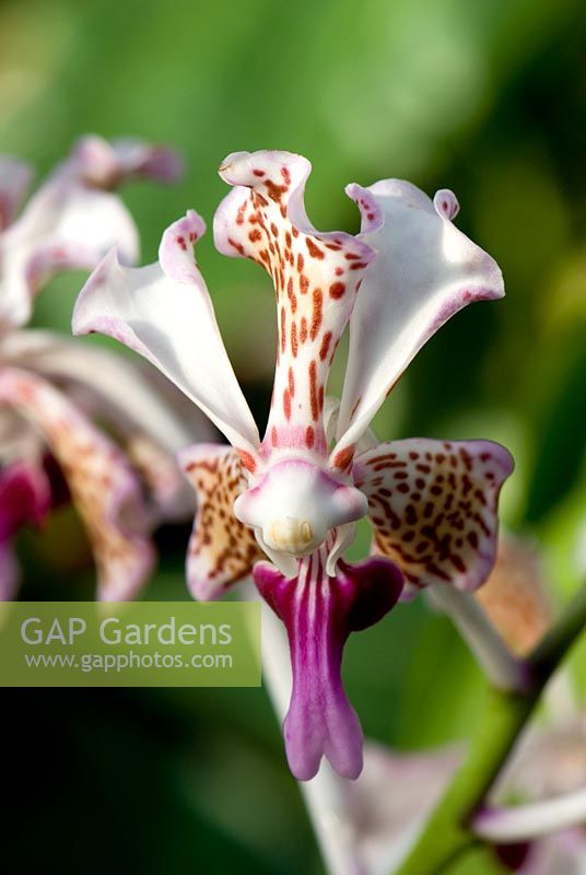 Vanda tricolor subsp. suavis