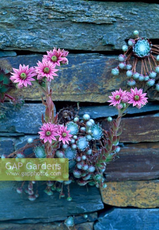 Sempervivum growing out of dry stone wall - Tipton Lodge, Devon, UK