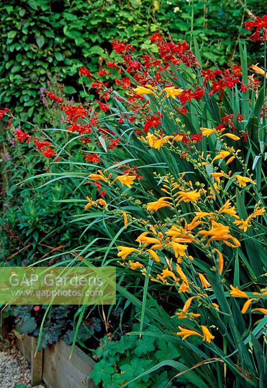 Crocosmia 'Red Knight' and Crocosmia 'Canary Red' in border