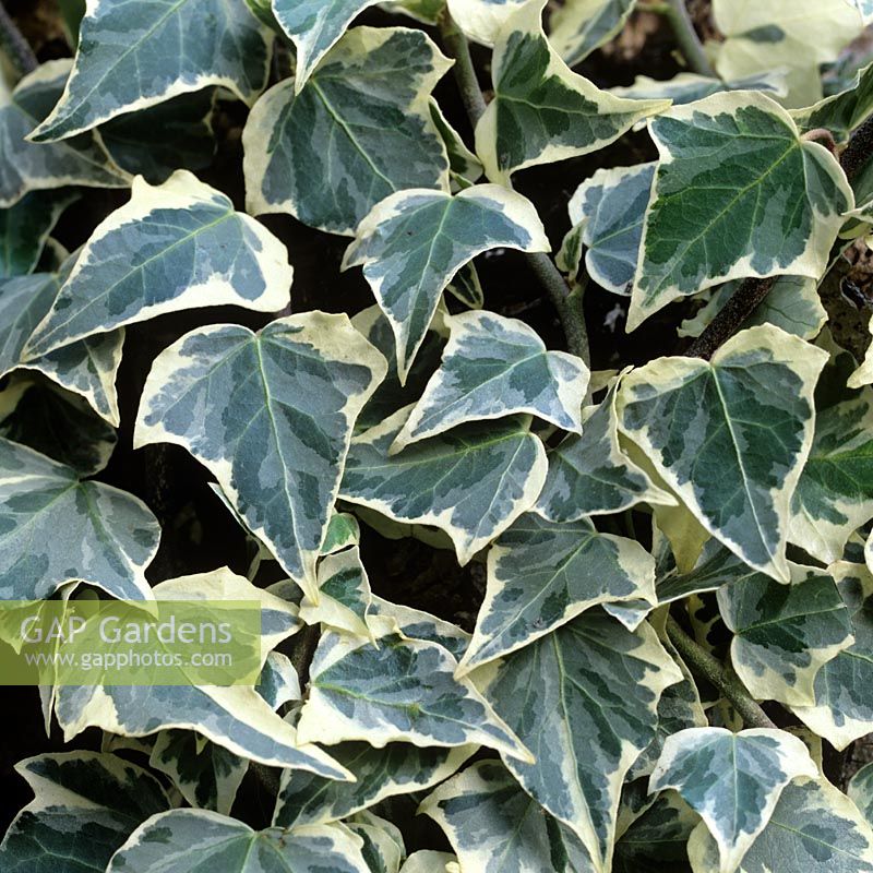 Hedera 'Glacier'