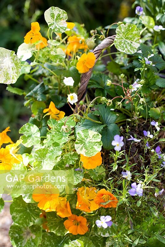 Edible flowers, leaves and friut growing in a basket - Nasturtiums, Strawberries and Viola