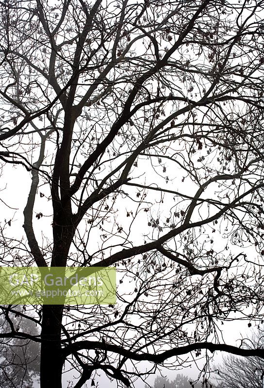 Fraxinus excelsior - Ash Tree in mist 