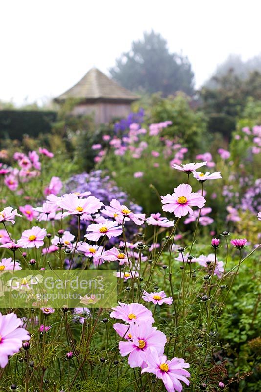 Cosmos at Dial Park, Worcestershire