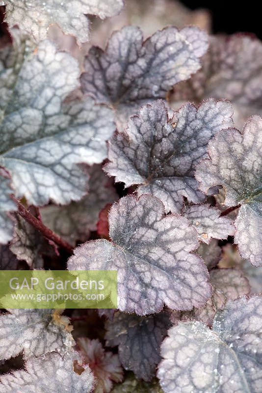 Heuchera 'Plum Pudding'