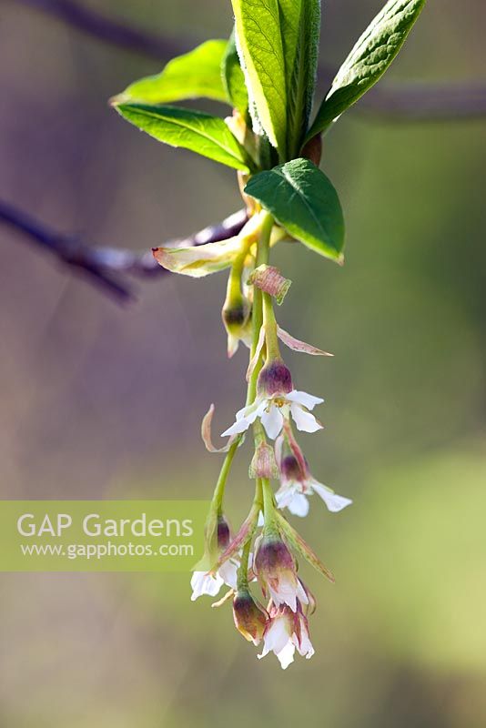 Oemleria cerasiformis - Oso berry, female Flowers