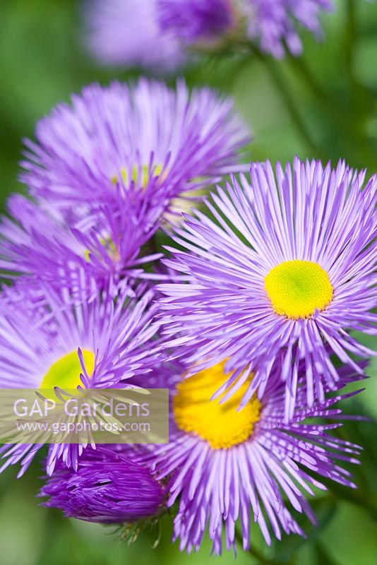 Erigeron 'Dunkelste Aller' or 'Darkest of All'