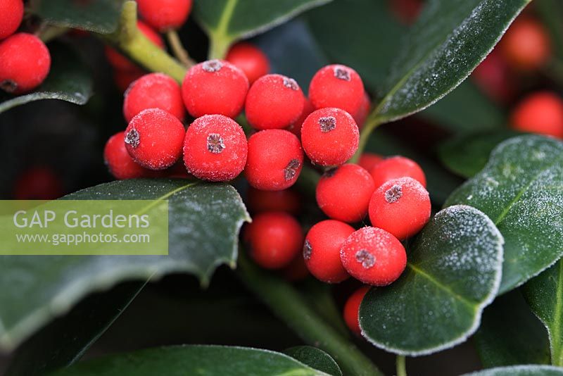 Ilex altaclarensis - Holly berries covered in frost
