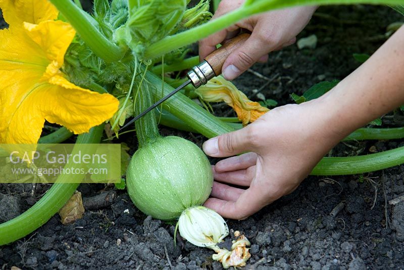 Woman harvesting courgettes